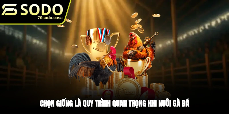 Chọn giống tốt để nuôi gà đá
