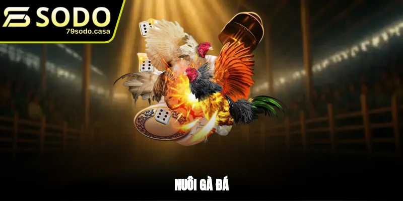 Nuôi gà đá